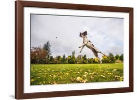 Springer Spaniel jumping to catch treat, United Kingdom, Europe-John Alexander-Framed Photographic Print