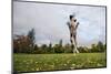 Springer Spaniel leaping for treat, United Kingdom, Europe-John Alexander-Mounted Premium Photographic Print