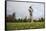 Springer Spaniel leaping for treat, United Kingdom, Europe-John Alexander-Framed Stretched Canvas