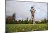 Springer Spaniel leaping for treat, United Kingdom, Europe-John Alexander-Mounted Photographic Print