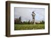 Springer Spaniel leaping for treat, United Kingdom, Europe-John Alexander-Framed Photographic Print