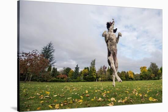Springer Spaniel leaping for treat, United Kingdom, Europe-John Alexander-Stretched Canvas