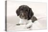 Springer Spaniel Puppies Laying on a Blanket-null-Stretched Canvas