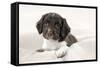 Springer Spaniel Puppies Laying on a Blanket-null-Framed Stretched Canvas