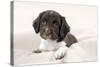 Springer Spaniel Puppies Laying on a Blanket-null-Stretched Canvas