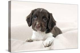 Springer Spaniel Puppies Laying on a Blanket-null-Stretched Canvas