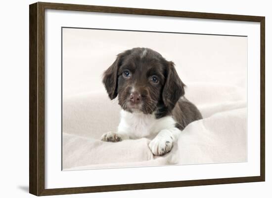 Springer Spaniel Puppies Laying on a Blanket-null-Framed Photographic Print