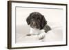 Springer Spaniel Puppies Laying on a Blanket-null-Framed Photographic Print