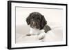 Springer Spaniel Puppies Laying on a Blanket-null-Framed Photographic Print