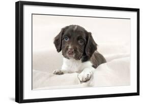 Springer Spaniel Puppies Laying on a Blanket-null-Framed Photographic Print