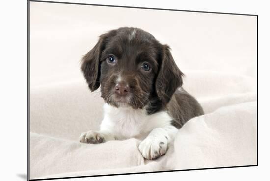 Springer Spaniel Puppies Laying on a Blanket-null-Mounted Photographic Print