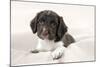 Springer Spaniel Puppies Laying on a Blanket-null-Mounted Photographic Print