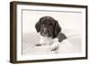 Springer Spaniel Puppies Laying on a Blanket-null-Framed Photographic Print