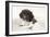 Springer Spaniel Puppies Laying on a Blanket-null-Framed Photographic Print