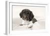 Springer Spaniel Puppies Laying on a Blanket-null-Framed Photographic Print