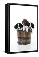 Springer Spaniel Puppies Sitting in a Bucket-null-Framed Stretched Canvas