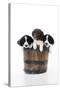 Springer Spaniel Puppies Sitting in a Bucket-null-Stretched Canvas