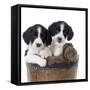 Springer Spaniel Puppies Sitting in a Bucket-null-Framed Stretched Canvas