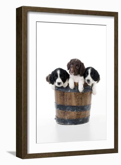 Springer Spaniel Puppies Sitting in a Bucket-null-Framed Photographic Print