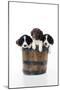 Springer Spaniel Puppies Sitting in a Bucket-null-Mounted Photographic Print