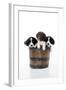 Springer Spaniel Puppies Sitting in a Bucket-null-Framed Photographic Print