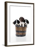 Springer Spaniel Puppies Sitting in a Bucket-null-Framed Photographic Print