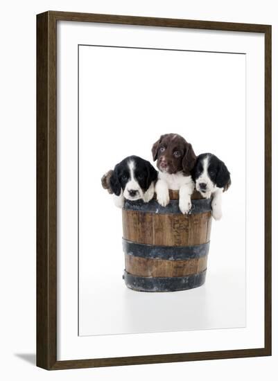 Springer Spaniel Puppies Sitting in a Bucket-null-Framed Photographic Print