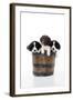 Springer Spaniel Puppies Sitting in a Bucket-null-Framed Photographic Print