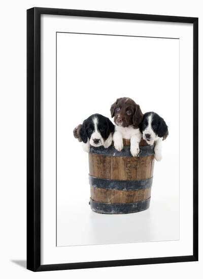 Springer Spaniel Puppies Sitting in a Bucket-null-Framed Photographic Print