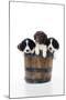 Springer Spaniel Puppies Sitting in a Bucket-null-Mounted Photographic Print