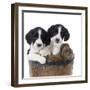 Springer Spaniel Puppies Sitting in a Bucket-null-Framed Photographic Print