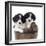 Springer Spaniel Puppies Sitting in a Bucket-null-Framed Photographic Print