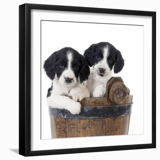 Springer Spaniel Puppies Sitting in a Bucket-null-Framed Photographic Print