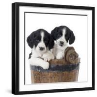 Springer Spaniel Puppies Sitting in a Bucket-null-Framed Photographic Print