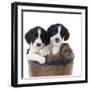 Springer Spaniel Puppies Sitting in a Bucket-null-Framed Photographic Print