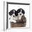 Springer Spaniel Puppies Sitting in a Bucket-null-Framed Photographic Print