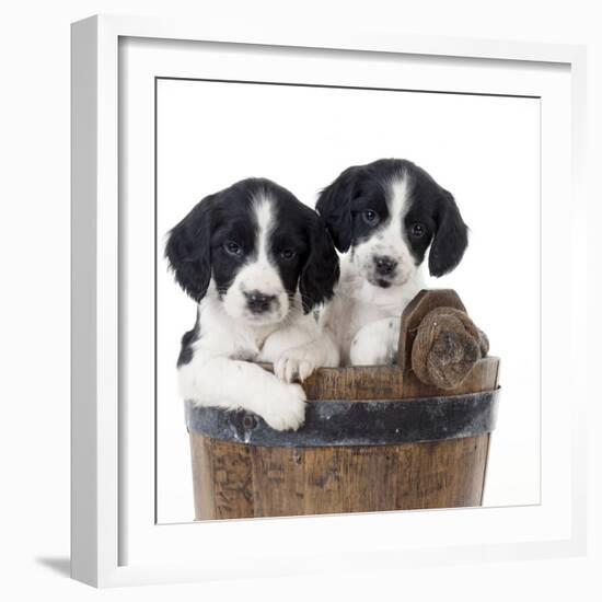 Springer Spaniel Puppies Sitting in a Bucket-null-Framed Photographic Print