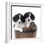 Springer Spaniel Puppies Sitting in a Bucket-null-Framed Photographic Print