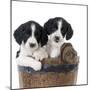 Springer Spaniel Puppies Sitting in a Bucket-null-Mounted Photographic Print