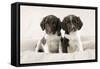 Springer Spaniel Puppies Sitting on Blanket-null-Framed Stretched Canvas