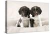 Springer Spaniel Puppies Sitting on Blanket-null-Stretched Canvas