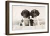 Springer Spaniel Puppies Sitting on Blanket-null-Framed Photographic Print