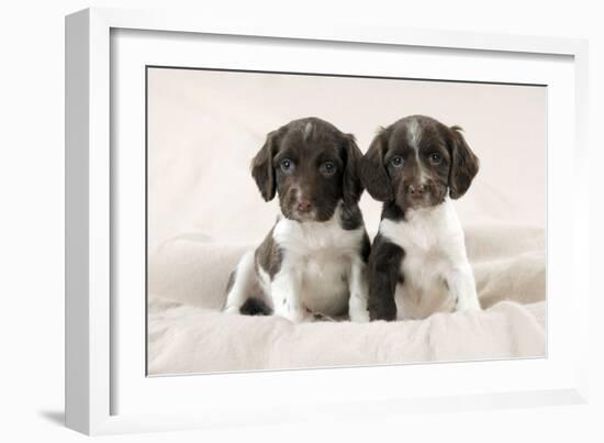 Springer Spaniel Puppies Sitting on Blanket-null-Framed Photographic Print