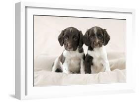Springer Spaniel Puppies Sitting on Blanket-null-Framed Photographic Print