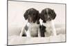 Springer Spaniel Puppies Sitting on Blanket-null-Mounted Photographic Print