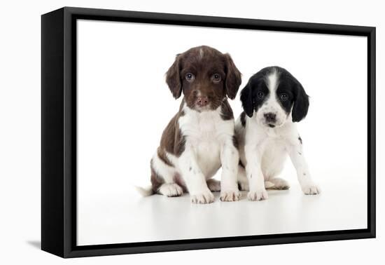 Springer Spaniel Puppies Sitting Together-null-Framed Stretched Canvas