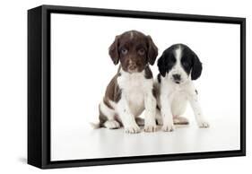 Springer Spaniel Puppies Sitting Together-null-Framed Stretched Canvas