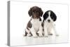 Springer Spaniel Puppies Sitting Together-null-Stretched Canvas