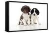 Springer Spaniel Puppies Sitting Together-null-Framed Stretched Canvas