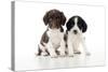 Springer Spaniel Puppies Sitting Together-null-Stretched Canvas